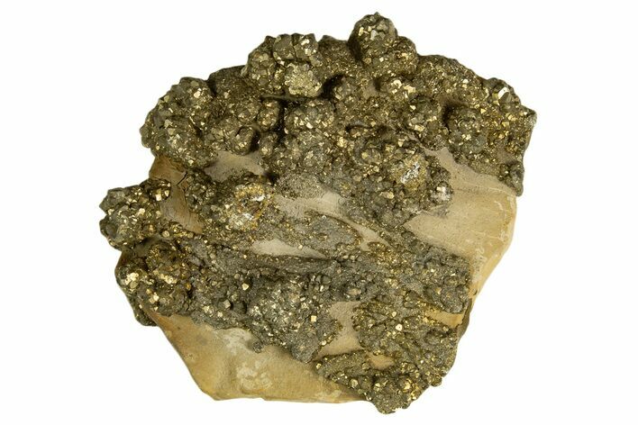 Golden Pyrite on Limonite Clay - Pakistan #337947